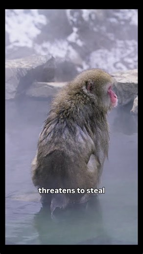 Japanese Snow Monkeys | Shot on RED #snowmonkey #monkey #travel