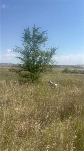 2 YEAR OLD SINBAD/BLACKHAWK MALE