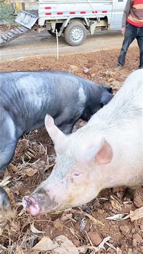 Rural pig farmers share partnershi# 3