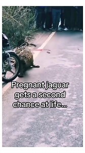 343K views · 17K reactions | Pregnant Jaguar Saved After Crash—Gives Birth to Record-Breaking CubJune 11, 2024 | Pantanal, BrazilAfter being struck by a car near the outskirts of Brazil’s Pantanal wetlands, a pregnant jaguar was rushed to a wildlife rescue center by a dedicated team of conservationists. Against all odds, she survived and so did her unborn cub #animals #wholesome | StoryTime | Facebook