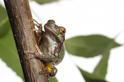 10 Species of Tree Frogs in Oklahoma (Pictures) - Wildlife Informer