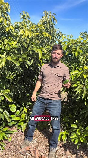Growing an Avocado Tree from Seed
