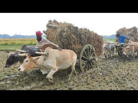 Bullock Full loaded performance // Paddy loaded from deep mud // Bullock cart