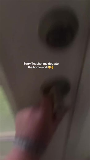 🪼Macey🪼 (@macey.harold)’s video of dog math