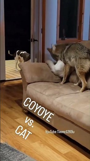 I MISS HOWIE! #weavethecoyote #coyote #dog #puppy #nature #cat #kitten #cute #animal #play #friends
