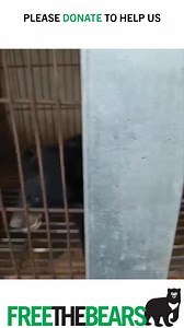 BREAKING NEWS, LAOS: https://freethebears.org/pages/bile-farm-closure-3-bear-rescue-laos-apr-2025 We have a real chance to rescue 3 bears & close down a bear bile farm in Vientiane, the capital of Laos. These 3 bears are living a horrific life of pain and torture, confined to tiny cages and mutilated to extract bile from their gall bladders. With your help, they can be rescued and the bile farm closed forever. Please help us rescue these 3 bears and close this bile farm down. Your donation will 