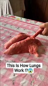 This Is How Lungs Work ⁉️😱 #shorts #funny