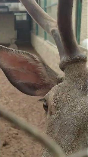 red deer giving birth to baby
