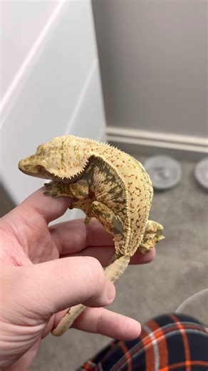 The LARGEST Crested Gecko I Own! #crestedgecko #crestedgeckobreeder #reptiles