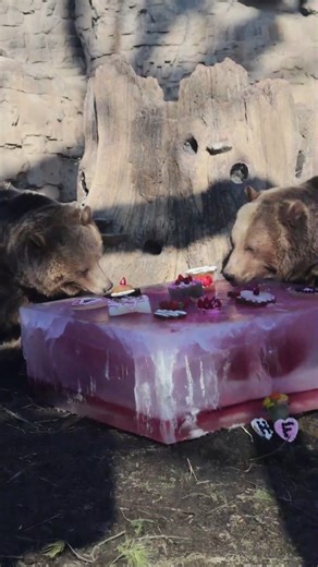 It’s a bear-y sweet Valentine’s Day at the Zoo! Zoo staff showed their love for our resident sibling grizzly bears with a giant ice block of goodies on Feb. 13. Huck and Finley paws-itively adored their valentine! 💘 | Saint Louis Zoo