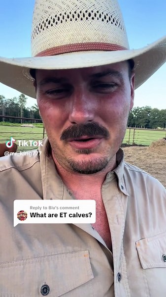 Understanding Embryo Transfer in Cattle Breeding