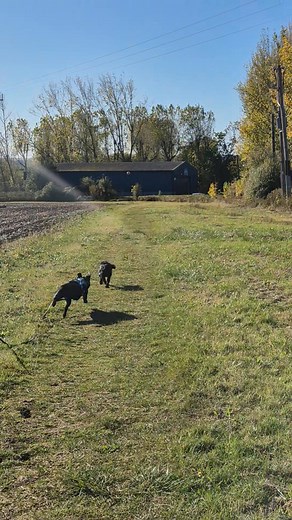 Happy doggies playing Luna and Luna 殺 | Lead By Example | Facebook