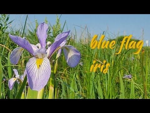 Wild Blue Flag Iris