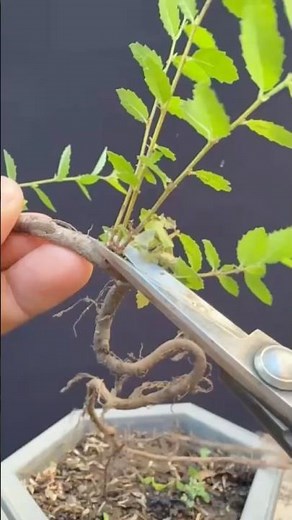 Easy-to-Grow Magic Root