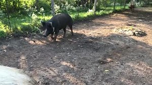 6.4K views · 1.3K reactions | The Caregivers must be serving kale for today's meal, this isn't the usual stampede for dinner. | Happily Ever Esther Farm Sanctuary | Facebook