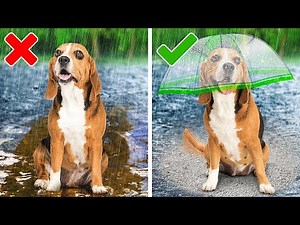 Best Hacks and Gadgets For Your Adorable Pets