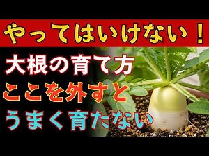 大根が驚くほど育つ！畑でもプランターでもできる最強栽培。種まきから収穫まで完全ガイド！
