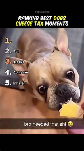 Ranking Best Dogs Cheese Tax Moments