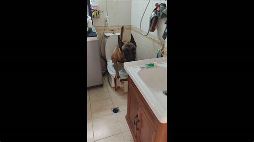 Dog uses the toilet and flushes it in Heilongjiang