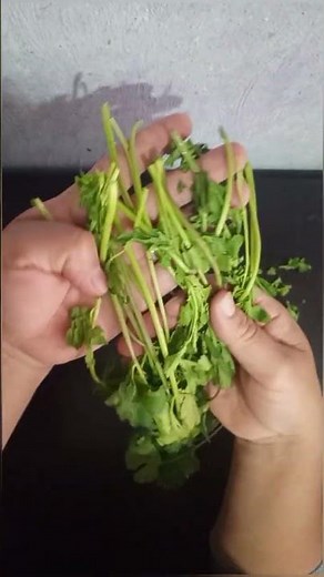 🔴 How to clean cilantro ‼️‼️ #food #cookingchannel #cooking #recipe #learn #tips
