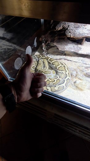 133K views · 1.4K reactions | Update Okruszka  #animal #animals #spider #hobby #snake #snakes #asmr #python #okruszek | Venomous Art | Facebook