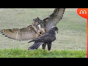 OWL ATTACKING EAGLE