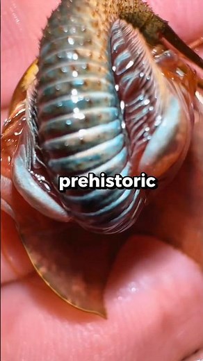 Face hugger in real life 😳