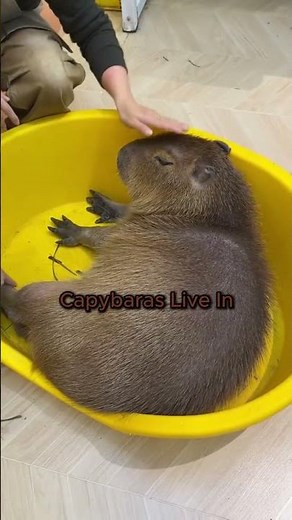 Capybara Explained 🐹💦 | The Chillest Animal on Earth!