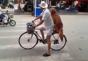 Awesome 'bike hugging' dog guards and rides his owner's bike