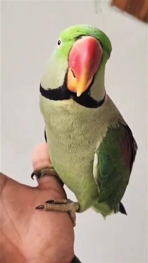 miyan mithu cute talking parrot