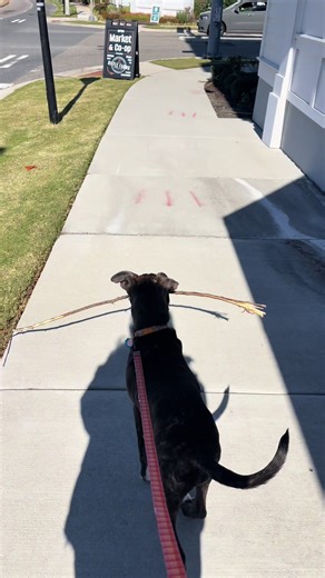 Sunny the Happy Brindle Rescue Dog Plays with Stick