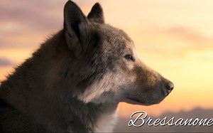 被誉为全世界最悲伤的歌曲《布列瑟农》，有传说是为狼而作，也有说是为心爱的姑娘