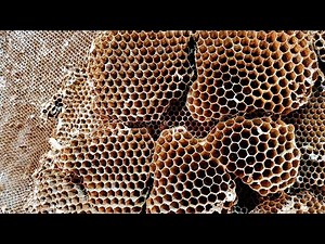Yellow Jacket SUPER NEST | Wasp Nest Removal | Wasp INFESTATION