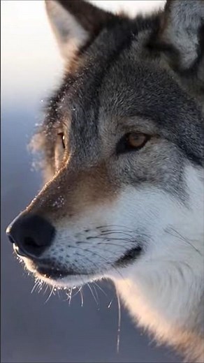 Labrador Wolves 🐺| #nature #wildlife #animals