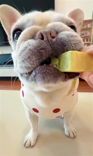 Cute Dog Actively Eating - Funny Pet Clip