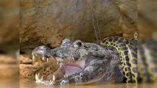 Viral video: Anaconda wrapped around caiman puts up the most intense fight for survival