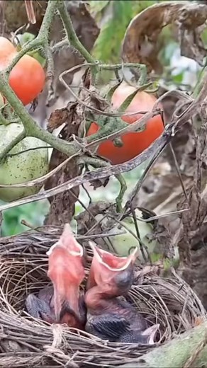 17K views · 228 reactions | Bulbul Mommma Feeding Babies  #BirdParenting #NurturingLove #FeedingTime #BulbulFamily #FYP | Bird bites daily | Facebook