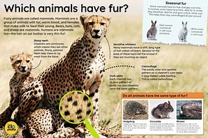 Which animals have fur ?