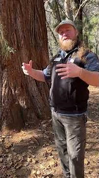 Yosemite Science: Giant Sequoias Part 1