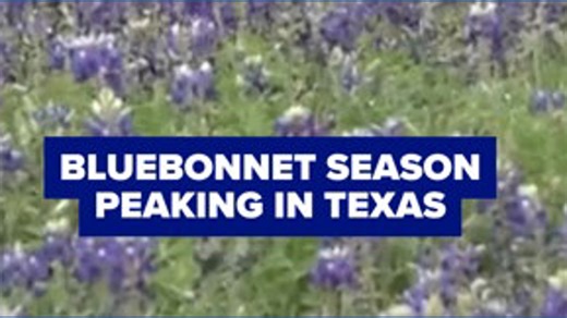 Bluebonnet season peaking in Texas