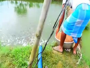 What A Fish Farm Looks Like  (VIDEO)