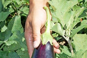 Demystifying GMOs for gardeners