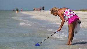 Expert shares his Top-10 list of rare shells to look for when you are combing the beach