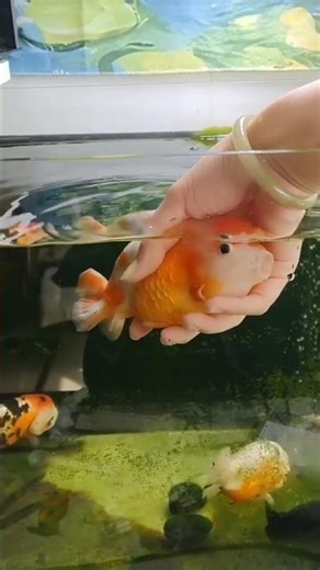 ikan mas koki ini begitu spesial