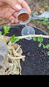 Belajar mencangkok simpel . | Aan Rezpec