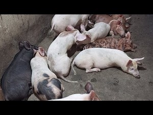engraissement des porcelets : partir 4 savoir interprèter le comportement de porc 🐷