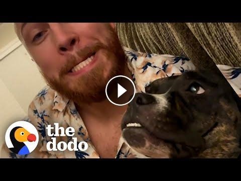 Woman Surprises Her Husband With A Random Stray Pit Bull #Video