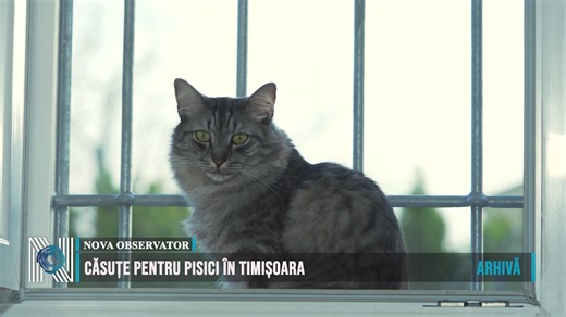 Căsuțe pentru pisici în Timișoara Primăria Municipiului Timișoara implementează un sistem organizat de gestionare a pisicilor fără stăpân. Proiectul prevede instalarea de căsuțe în cartiere, care va fi supus aprobării Consiliului Local. Implementarea programului se va face în baza unui parteneriat între administrația locală și cetățeni. Asociațiile de proprietari care doresc să participe în program pot solicita amplasarea căsuțelor pe domeniul public. Responsabilitatea hrănirii și îngrijirii zil