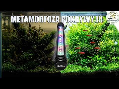 What LED lighting is best for an aquarium with a lid? Invital LED WRGB and DayNightTubes 4k test