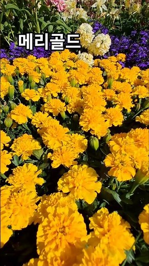 메리골드 Marigold マリーゴールド | 꽃말 : 반드시 오고야 말 행복, 밝은 마음, 건강